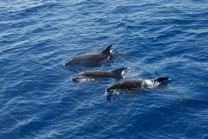 Excursion Dauphin Martinique