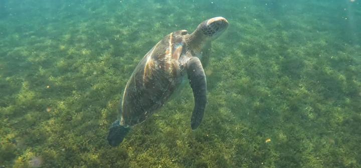 Découverte de tortues Martinique