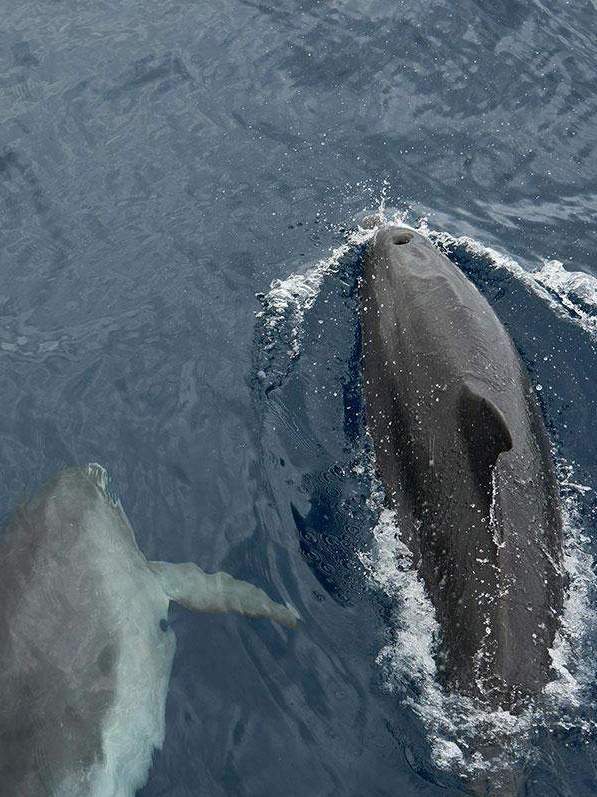 Découverte groupe de dauphins Les Trois-Îlets