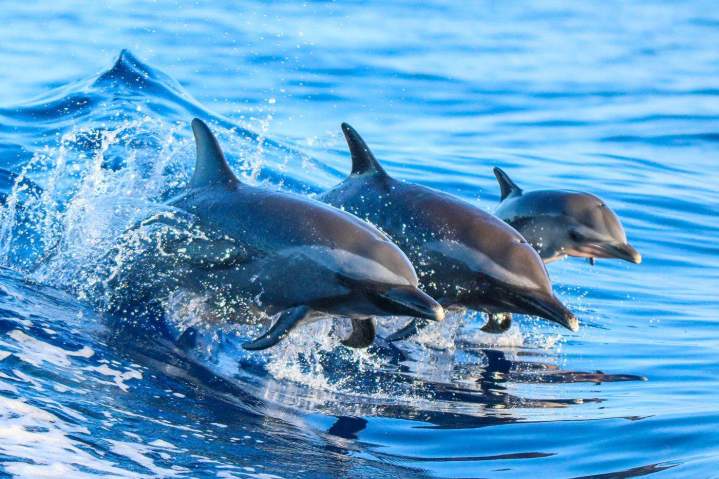 Observez les dauphins et découvrez de magnifiques paysages marins.