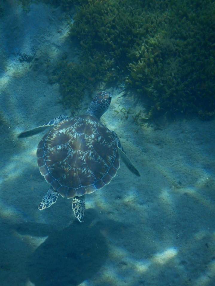 Excursion tortue Les Trois-Îlets