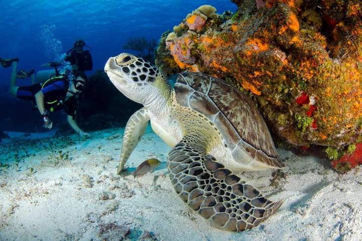 Tortue marine Les Trois-Îlets