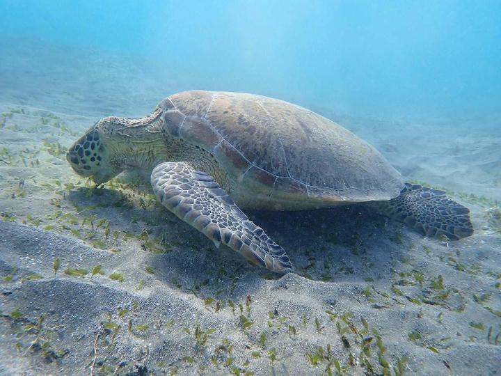 Tortue Martinique